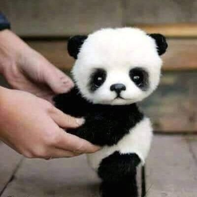 Profile Picture of Aize Kate Hofer (@HoferAize) on Twitter