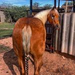 Profile Picture of Laranjinha🍊 (@smart_little_johny) on Instagram