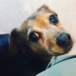 Profile Picture of Sharon Simcox (@shazbhattuk) on Instagram