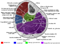 Profile Picture of Fascial compartments of legon Wikipedia