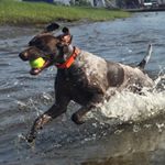 Profile Picture of Seth Kruse (@a_hunting_dogs_life) on Instagram