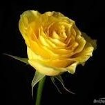 Profile Picture of Harshita Bhatt (@vivek.bhatt.5811877) on Myspace