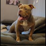 Profile Picture of braddybully (@braddybully) on Instagram