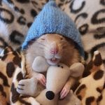 Profile Picture of Mishka🌈 Rikki 🌈 Mikki ❤ Leo ❤ (@ratsband) on Instagram