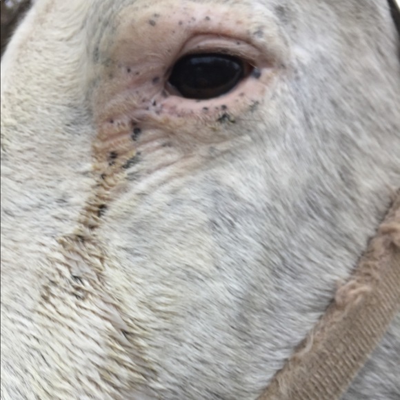 Profile Picture of Cindy Bubnick (@cbubnick) on Poshmark