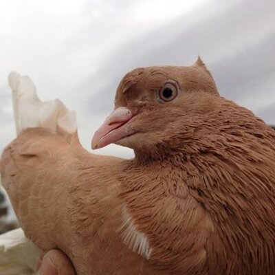 Profile Picture of Taha Torosoğlu (@tahatorosoglu) on Twitter