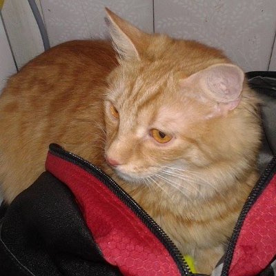 Profile Picture of ANDRÁS NAGY (@ANDRSNAGY15) on Twitter