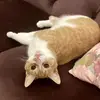 Profile Picture of Aaron (@aaron.ker) on Tiktok