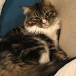 Profile Picture of Jo-el Bartlett-Putnam (@jlynnputnam) on Instagram