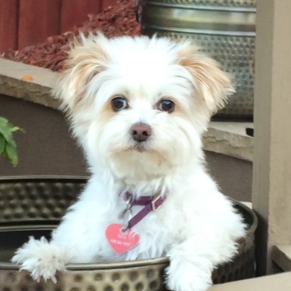 Profile Picture of Bob Harvey (@slugger68) on Poshmark