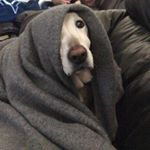 Profile Picture of Lexie The Low Rider Lab (@lexie_the_low_rider_lab) on Instagram