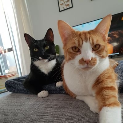 Profile Picture of Basil And Monty (@gremlinrx7) on Twitter