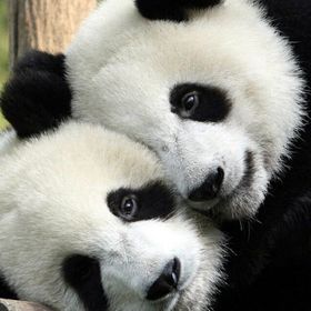 Profile Picture of Damarisa Moore (@damarisam) on Pinterest