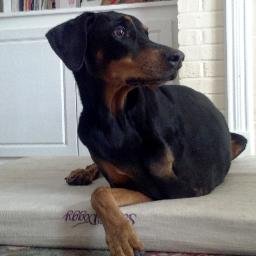 Profile Picture of Cassandra TenHoopen (@DobieMom05) on Twitter