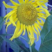 Profile Picture of Kurt Kehlenbeck (@kehl46) on Pinterest