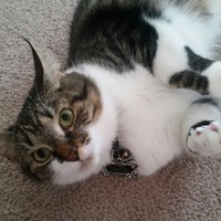 Profile Picture of Amelia Johnson (@amelia-johnson-32) on Quora