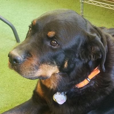 Profile Picture of Jill D Robbins (@rocking_rob) on Twitter