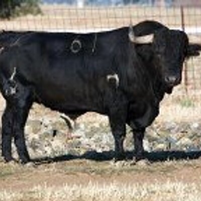 Profile Picture of NO AL TORO DE VEGA (@NOALTORODLAVEGA) on Twitter