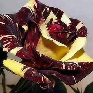 Profile Picture of Murielle Verger (@murielle.verger.9) on Facebook