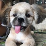 Profile Picture of Huey (@hueytheteddybear) on Instagram