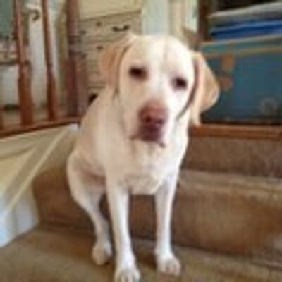 Profile Picture of Jeff Shockley (@NitakHullo) on Twitter