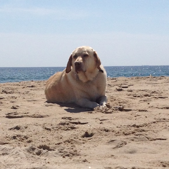 Profile Picture of Christina Casazza (@chrisscasazza) on Poshmark