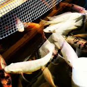 Profile Picture of David Towry (@towryd1) on Youtube