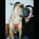 Profile Picture of Debbie Sidoruk Sharpei China (@debbie_sido) on Instagram