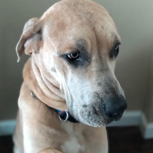 Profile Picture of Janitza Vega (@janivega) on Poshmark