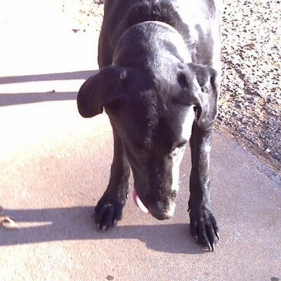 Profile Picture of Steven Castner (@snuffie1728) on Twitter