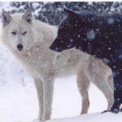 Profile Picture of Amanda Hanzel (@@AmandaHanzel) on Twitter