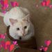 Profile Picture of Phyllis Helm (@helm1973) on Pinterest