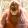 Profile Picture of Andrew Gentile (@@betsydevosofficial) on Tiktok