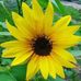 Profile Picture of Paula Wingfield (@paula.wingfield.9) on Facebook