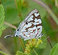 Profile Picture of Stugeta bowkeri - Wikipediaon Wikipedia