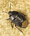 Profile Picture of Sehirus luctuosuson Wikipedia