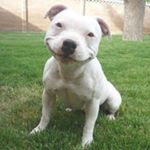 Peter Langone - Instagram Profile Picture of Peter Langone (@pkyanks) on Instagram