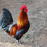 Profile Picture of Daniel Rooster Jedlicka (@danieljedlicka) on Instagram
