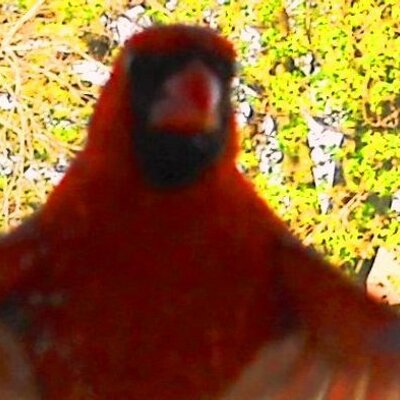 Profile Picture of Tammy Rapp Kendrick (@gld_n_beasters) on Twitter