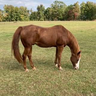 Profile Picture of Craig Troxler (@troxler.craig) on Instagram