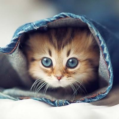 Profile Picture of Mark Fino (@HudaFino) on Twitter