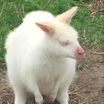 Profile Picture of 🙂🙃 (@alex.hsia07) on Instagram