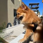 Profile Picture of Carla Pomeranian (@carla__pom) on Instagram