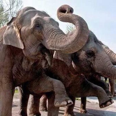 Profile Picture of Tracie Simmons (@TheReal345) on Twitter