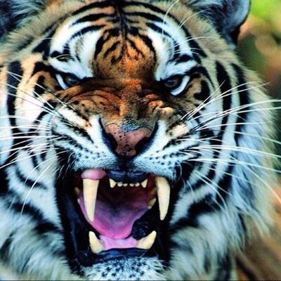 Profile Picture of Steve Hartzog (@svhartzog419) on Twitter