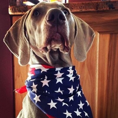 Profile Picture of Steve Whittemore (@SJW61486) on Twitter