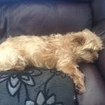 Profile Picture of Corey Spears (@71coreyspears) on Instagram