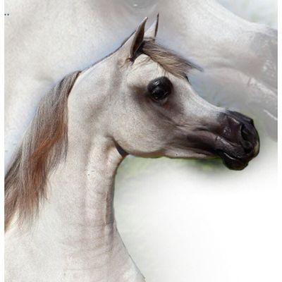 Ahmad Alsabah - Twitter Profile Picture of Ahmad Alsabah (@ahmadalsabah007) on Twitter