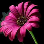 Profile Picture of Lucila Rubio (@lucilarubioh) on Instagram