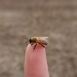 Profile Picture of William Oster (@rockland_honey) on Instagram
